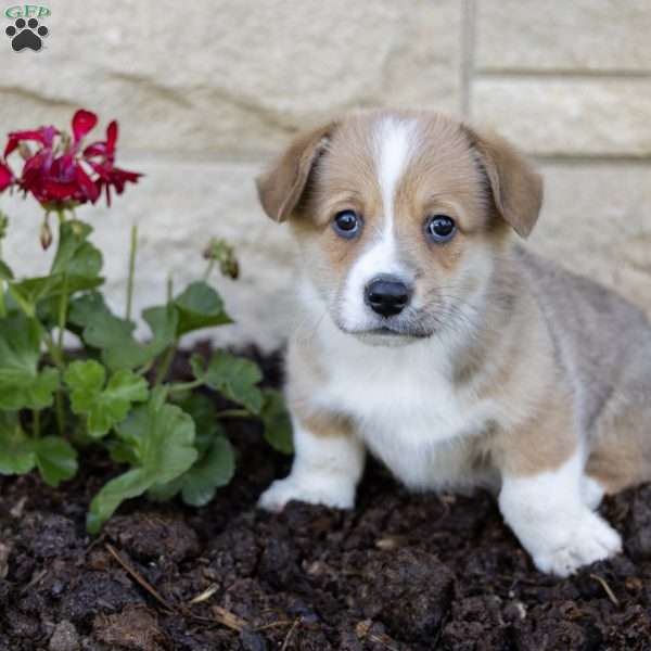 Andrew, Pembroke Welsh Corgi Puppy